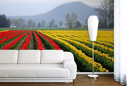 Fototapeta Tulipánové pole v Holandsku