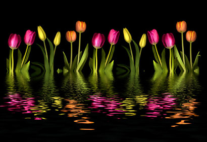 Fototapeta zástena - Farebné tulipány black 3147