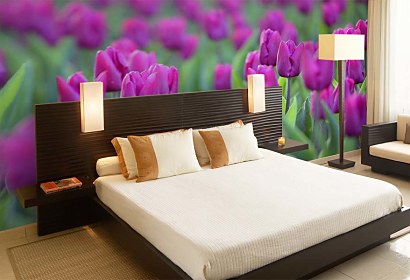 Fototapeta - Fialové Tulipány 4238