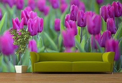 Fototapeta - Fialové Tulipány 4238