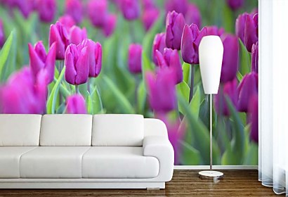 Fototapeta - Fialové Tulipány 4238
