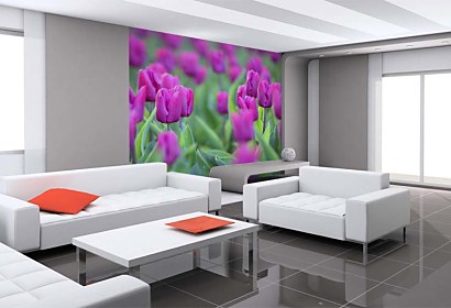Fototapeta - Fialové Tulipány 4238