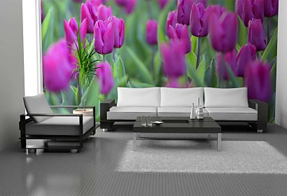 Fototapeta - Fialové Tulipány 4238
