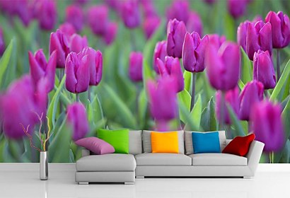Fototapeta - Fialové Tulipány 4238