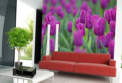 Fototapeta - Fialové Tulipány 4238