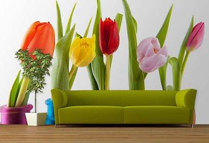 Fototapeta Colorful Tulips 6338