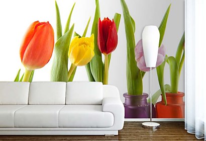 Fototapeta Colorful Tulips 6338