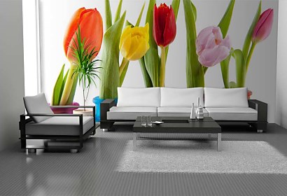 Fototapeta Colorful Tulips 6338
