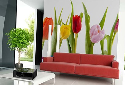 Fototapeta Colorful Tulips 6338