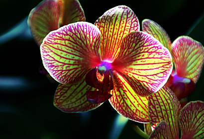 Fototapeta do kuchyne - Orchidea 3132