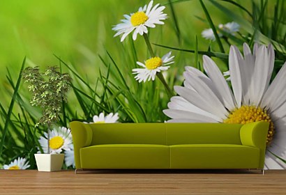 Fototapeta Chamomiles in grass 24083