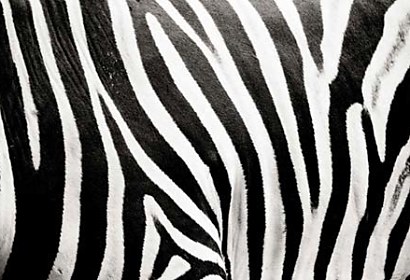 Fototapeta Zebra texture Black White 123
